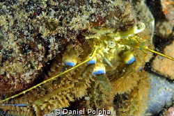 Hermit crab Pagurus novaezelandiae by Daniel Poloha 